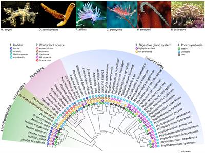 Cladobranchia (Gastropoda, Nudibranchia) as a Promising Model to Understand the Molecular Evolution of Photosymbiosis in Animals